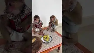 Monkey hugs human with pure love! 🤗🐵 #MonkeyCuddle #heartwarmingtales