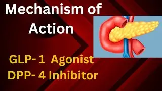 Mechanism of action of GLP 1 agonist AND DPP 4 Inhibitor drug|Dpp4 mechanism of action