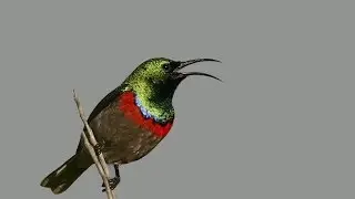 Lesser Double Collared Sunbird - Sony DEV 5 - Filmed by Greg Morgan
