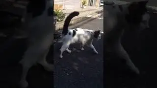 Bobbed hair cat. 