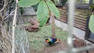 Himalayan monal pheasant display  (very lucky witnessing this)
