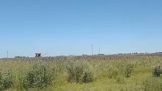 Nuevo lote sigue la cosecha de girasol 2026🌻