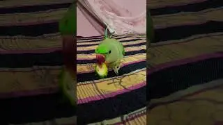 Parrot eating bitter gourd ☺ #youtubeshorts #shortvideo #viralvideo #trending #shorts