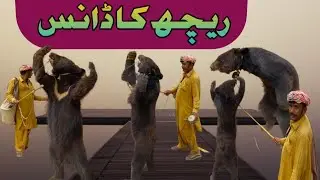 Grizzly bear dance|Masha and bear|Madari telling How to earn money|Duchesne bear dance|funny video