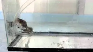 Dasycottus setiger swimming