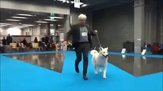 20190104 My Dog G&ouml;teborg Fun n Games