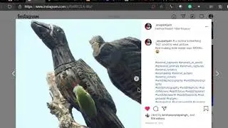 wildlife photographs by chakresh photostudio||Monkey||squirrel||Freelance photographer