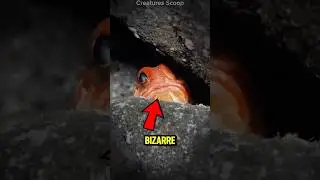 3 Bizarre Fish🐟 You&rsquo;ve NEVER Seen Before 😱