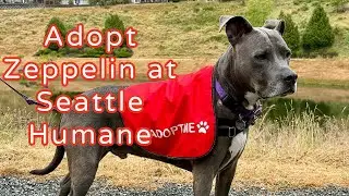 Adopt Zeppelin at Seattle Humane
