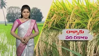 ఆంధ్రప్రదేశ్‌లో దాళ్వా వరి సాగుకు అనువైన రకాలు | Rabi Paddy varieties for A.P. | ETV
