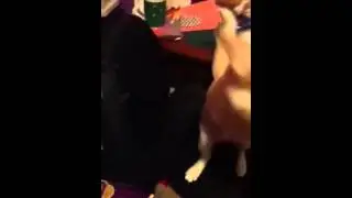 Cat trying to get plastic
