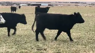 TC Cattle Dec bred heifers