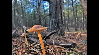 Beautiful Hike in Groet & Hargen shot in 4K 31-01-2019 Vlog 394