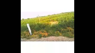Beautiful Greeny view from Train | Now Informative | #NowInformative