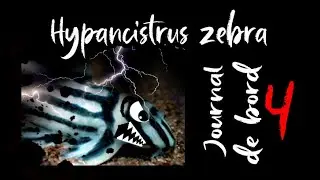 Orage dans le Bac des Hypancistrus zebra, combat de domination partie 1