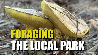 Foraging mushrooms in the local park in Western Australia