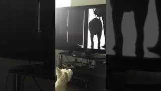 Dog breaks TV