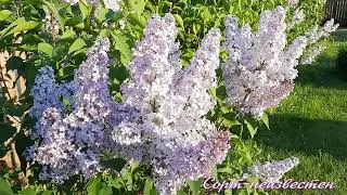 МОЯ СИРЕНЬ! 13 СОРТОВ!