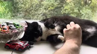 Purring Cat sound for Relaxation. Relax and Purr. Sweet Cat purring 24. Sweet video for relaxation 
