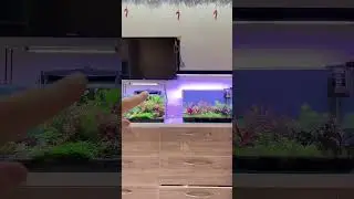 Боковой засвет у светильников Chihiros и Beams