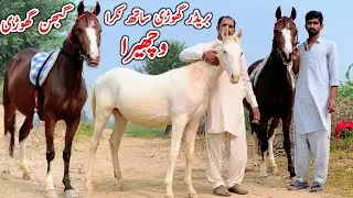 Gabhan Kumait Ghori | Nukra Wachera | Horse For Sale In Pakistan 2025