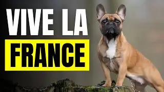 Fun Facts About French Bulldogs 🦴 (Frenchie Fantastic!)