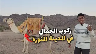 كيف ركبت الجمال في المدينة المنورة ؟ !