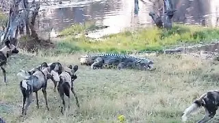 Wild Dogs vs Crocodile