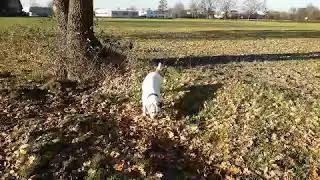 Mit Sunny und Abby in der Feldmark