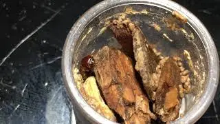 Zootermopsis cf. nevadensis founding imagos [Jan/12/2018]