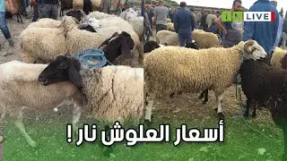 العلوش في باجة  من 500 دينار إلى 1400 دينار