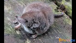 White toothed Shrew