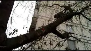 Кошечка слезает с дерева