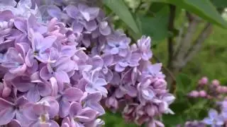 The Common Lilac, Syringa Vulgaris