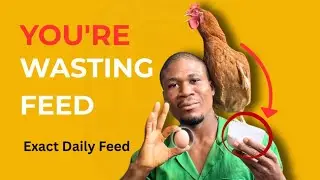 Exact Quantity of Feed a Layer Needs Per Day to Lay One Egg (Stop Wasting Feed!) 