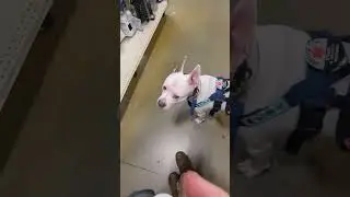 Let's go to PetSmart