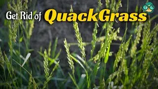 How to Get Rid of QuackGrass | Best Way to Kill QuackGrass | Quack Grass| QuackGrass Control Methods