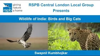 Wildlife of India: Birds and Big Cats by Swapnil Kumbhojkar