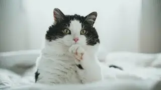 Why Does My Cat Lick My Face? 🐱💕