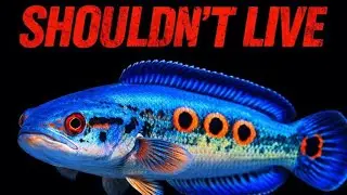 Why Snakehead Fish Survive When Everything Else Dies