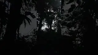 Canto dos p&aacute;ssaros 