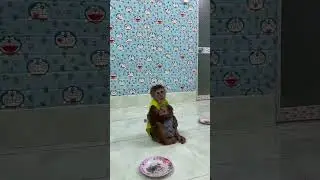 monkeys hug baby and comfort super cute #shorts