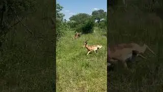 Buck Make an Incredible Escape While Being Hunted by a Leopard