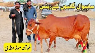 Malumor Janwar Mandi Jhang Today | Cow Rates Update 2026