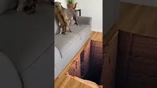 Cat Gets Revenge Fast #viral #funny #chihuahuafanclub