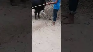 Ox bath