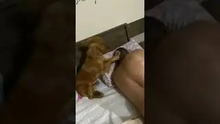 Best Alarm Clock You Can Ask For #shorts