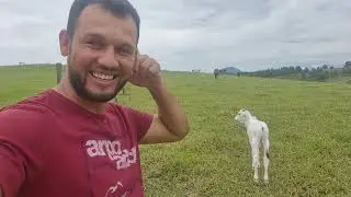Vaca que estava na engorda trouxe um Bezerro lindo !