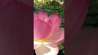 The Most Beautiful Lotus In The World - Beautiful Lotus Flowers