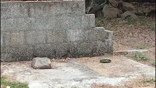 Birds Food Eating
